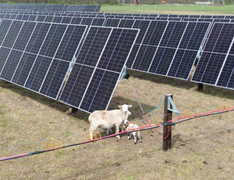 Solar Sheep Family