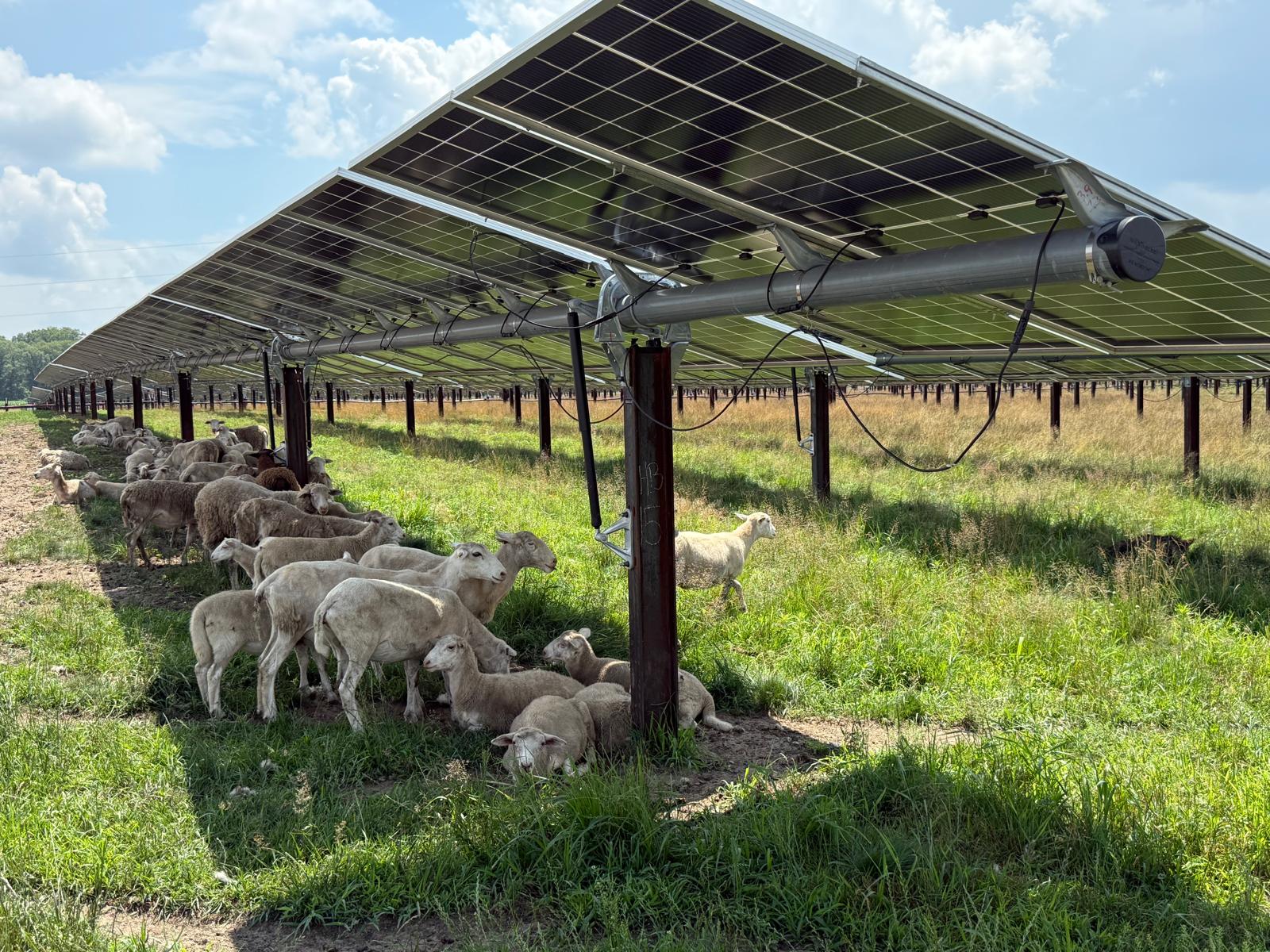 Agrivoltaics visit, July 9 2025 (2)