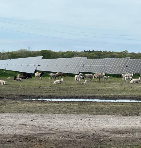 Solar Sheep Grazing