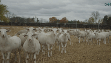 Agrivoltaics video 3