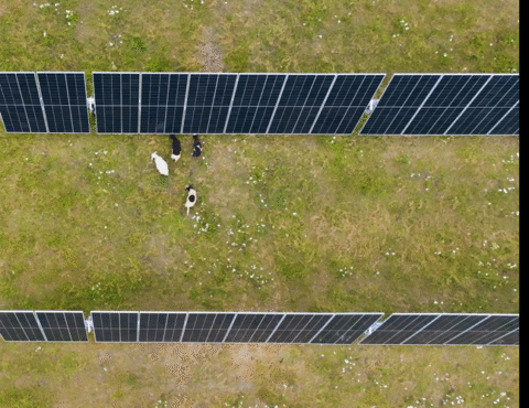Sheep at MN (May 2024)