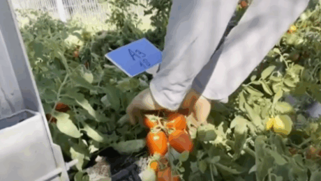 Tomato voltaics