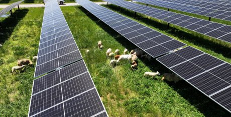 Photo depicts an arial shot of solar panels at Great Bend Solar project in Ohio. Sheep graze the grass between the arrays.